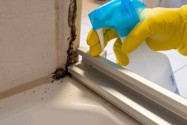 Best Mold Damage Repair  in Lakewood, NY