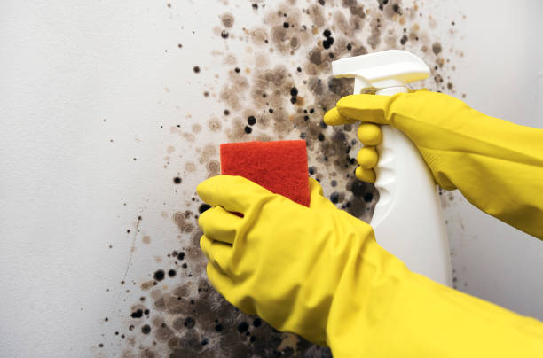 Mold Removal Process in Lakewood, NY