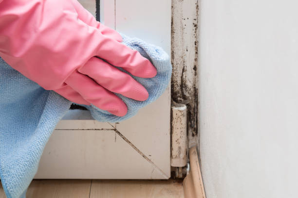 Best Commercial Mold Removal  in Lakewood, NY